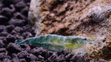 Green Jade Shrimp (Neocaridina Davidi)