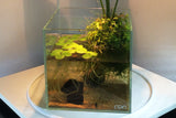 ADA Cube Garden 20C Rimless Aquarium (Ultra High Clarity Glass)