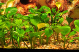 Tropica Aquarium Plants: Marsilea Hirsuta (TC)  Tropica 1-2-Grow!