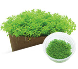 IC008 ADA Tissue Culture - Hemianthus Callitricoides (Dwarf Baby tears)