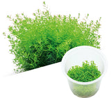 IC022 ADA Tissue Culture Plant Hemianthus Micranthemoides (cup size: tall)