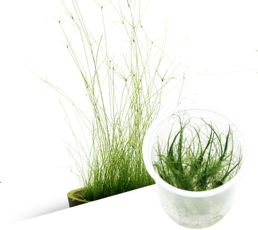IC041 ADA Tissue Culture - Eleocharis vivipara – Aqua Forest Aquarium
