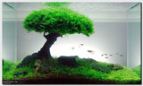 IC808 ADA Tissue Culture  - Peacock Moss (Taxiphyllum sp. 'Peacock) (cup size: short)