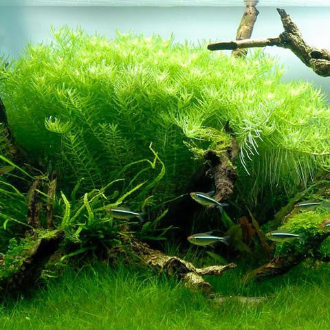 thumbnail image 2 of Rotala Rotundifolia Green – Aqua Green Tunisia 2 of 14