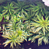 IC481 Tissue Culture  - Limnophila aromatica mini