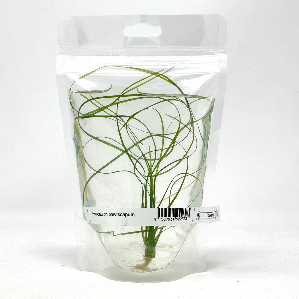 IC467 ADA Tissue Culture - Eriocaulon breviscapum  (Pouch)