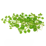 Tropica Aquarium Plants:  Hygrophila Serpyllum (TC)  Tropica 1-2-Grow!