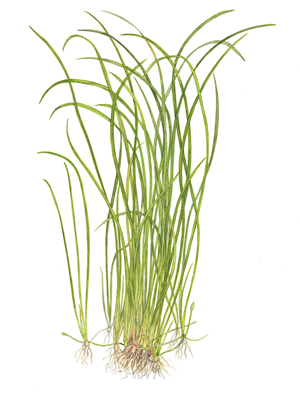 Tropica Aquarium Plants:  Sagittaria subulata 'Needle Leaf'  (TC)  Tropica 1-2-Grow!