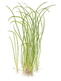 Tropica Aquarium Plants:  Sagittaria subulata 'Needle Leaf'  (TC)  Tropica 1-2-Grow!