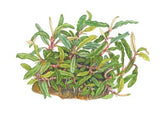 Tropica Aquarium Plants: Bucephalandra sp. 'Needle leaf' (TC)  Tropica 1-2-Grow!