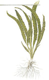 Tropica Aquarium Plants: Cryptocoryne crispatula (TC)  Tropica 1-2-Grow!
