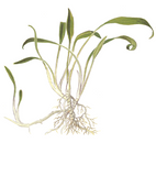 Tropica Aquarium Plants: Cryptocoryne parva (TC)  Tropica 1-2-Grow!