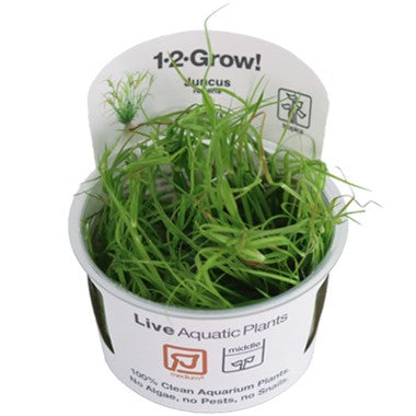 Tropica Aquarium Plants: Juncus repens (TC) Tropica 1-2-Grow!