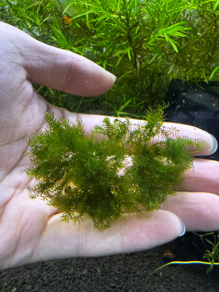 Fissidens fontanus moss (loose clump)