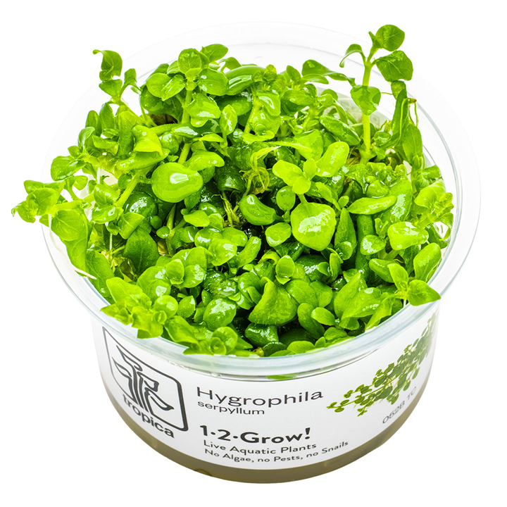 Tropica Aquarium Plants: Hygrophila Serpyllum (TC) Tropica 1-2