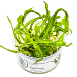 Tropica Aquarium Plants: Cryptocoryne crispatula (TC)  Tropica 1-2-Grow!