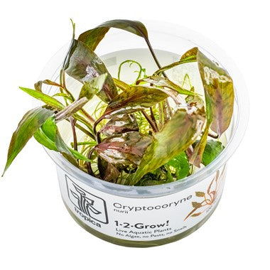 Tropica Aquarium Plants: Cryptocoryne nurii (TC) Tropica 1-2-Grow!