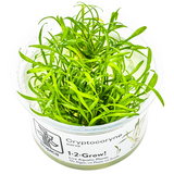 Tropica Aquarium Plants: Cryptocoryne parva (TC)  Tropica 1-2-Grow!
