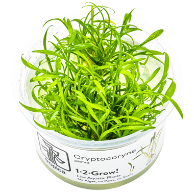 Tropica Aquarium Plants: Cryptocoryne parva (TC)  Tropica 1-2-Grow!
