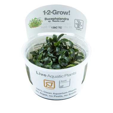 Tropica Aquarium Plants: Bucephalandra sp. 'Needle leaf' (TC