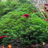 Fissidens fontanus moss (loose clump)