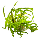 Tropica Aquarium Plants: Cryptocoryne crispatula (TC)  Tropica 1-2-Grow!