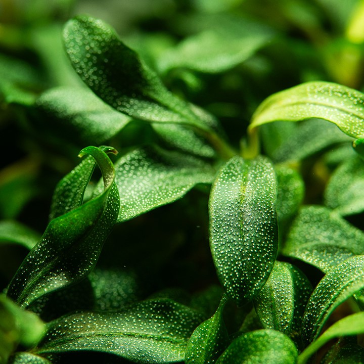 Tropica Aquarium Plants: Bucephalandra sp. 'Needle leaf' (TC
