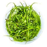 Tropica Aquarium Plants:  Sagittaria subulata 'Needle Leaf'  (TC)  Tropica 1-2-Grow!