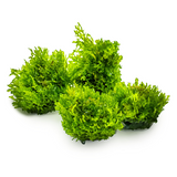 Riccardia chamedryfolia