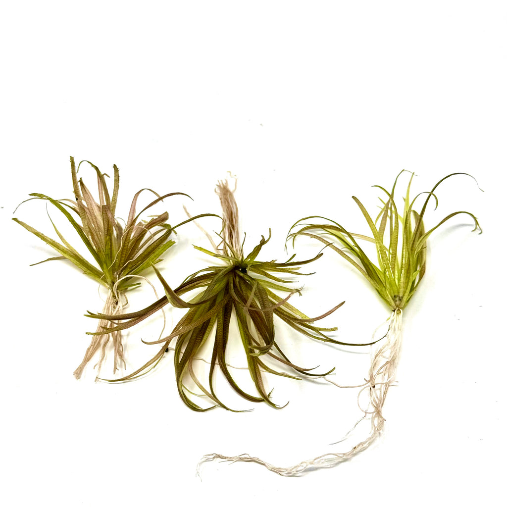 Blyxa Novoguineensis ( Also known as Red Blyxa,submerged stems )