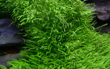 Tropica Aquarium Plants:  Utricularia graminifolia (TC) Tropica 1-2-Grow!