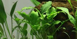 Tropica Aquarium Plants: Schismatoglottis prietoi  (TC)  Tropica 1-2-Grow!