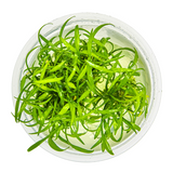 Tropica Aquarium Plants: Cryptocoryne parva (TC)  Tropica 1-2-Grow!