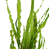 Tropica Aquarium Plants: Cryptocoryne crispatula (TC)  Tropica 1-2-Grow!