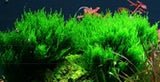 Tropica Aquarium Plants:  Taxiphyllum 'Flame' (TC)  Tropica 1-2-Grow!