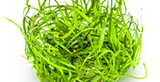 Tropica Aquarium Plants:  Sagittaria subulata 'Needle Leaf'  (TC)  Tropica 1-2-Grow!