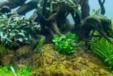 Tropica Aquarium Plants:  Anubias 'Mini Coin' (TC)  Tropica 1-2-Grow!