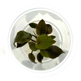 IC229 Tissue culture plant - Lagenandra meeboldii 'Rubin'