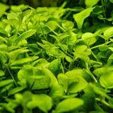 Tropica Aquarium Plants:  Hygrophila Serpyllum (TC)  Tropica 1-2-Grow!