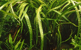 Tropica Aquarium Plants: Cryptocoryne crispatula (TC)  Tropica 1-2-Grow!