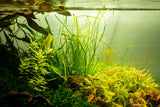 Tropica Aquarium Plants:  Sagittaria subulata 'Needle Leaf'  (TC)  Tropica 1-2-Grow!