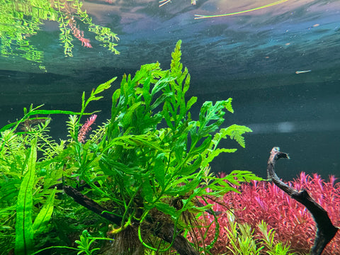 chlorophytum bichetii aquarium Aferican fern(Bolbitis heudelotii)clump