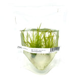 IC046 ADA Tissue Culture -  Blyxa Novoguineensis (Pouch)