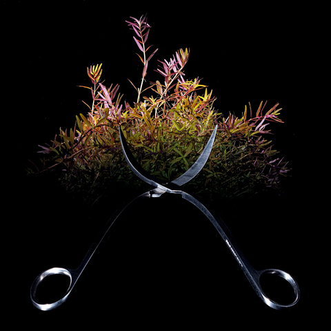 ADA Pro Scissors Wave – Aqua Forest Aquarium ADA Pro Scissors Wave – Aqua Forest Aquarium