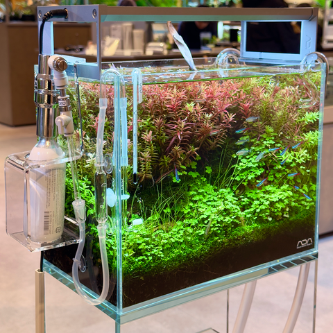 ADA Cube Garden 30W (W300xD180xH240mm) Layout Renewal Campaign set ADA Cube Garden 30W (W300xD180xH240mm) Layout Renewal Campaign set