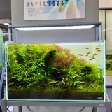 ADA Cube Garden 60P (W600xD300xH360mm) Layout Renewal Campaign set