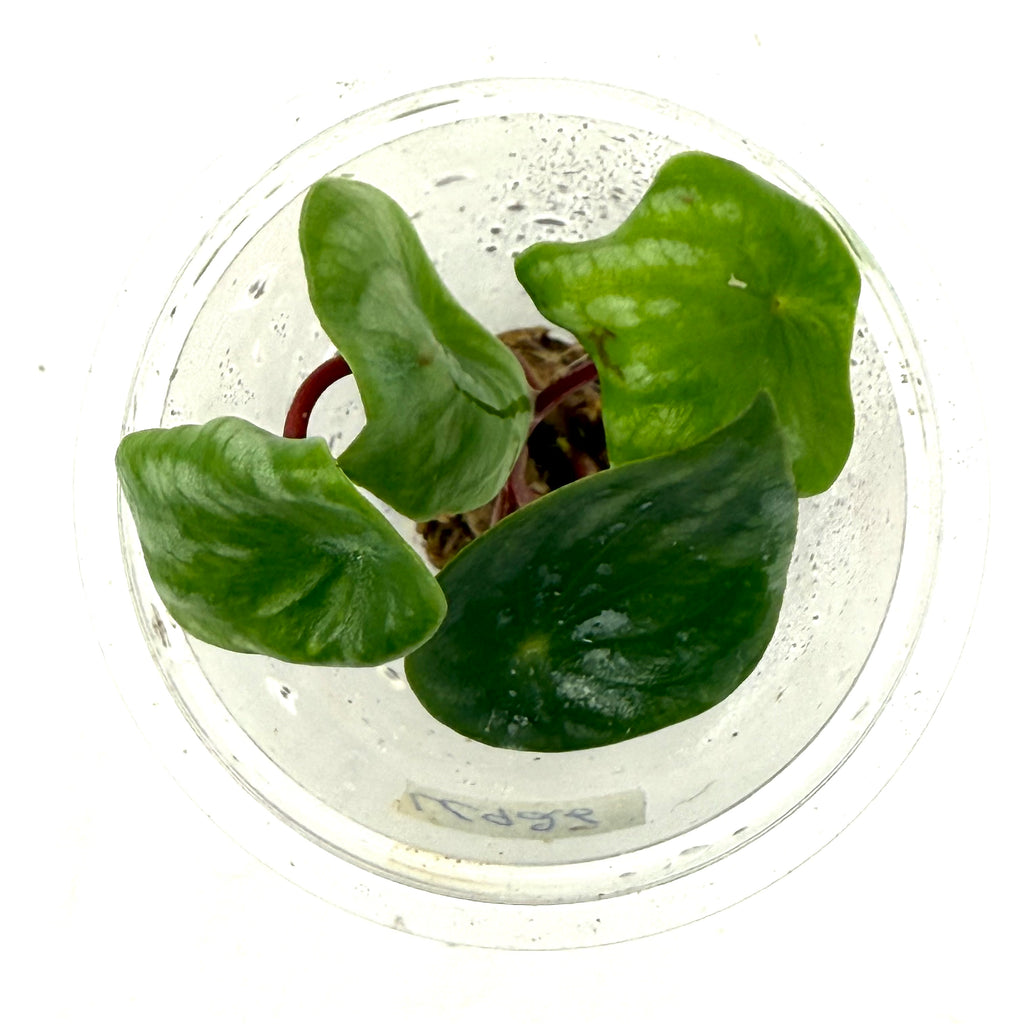 Peperomia argyreia 'Water melon