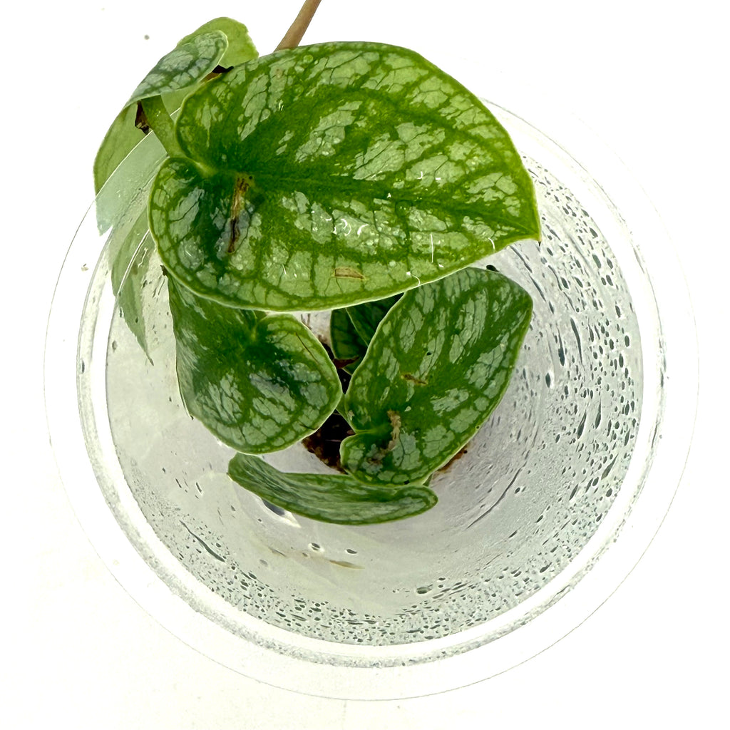 monstera plant in aquarium LC146 Jungle plants-Monstera dubia (Jungle plants cup) – Aqua Forest Aquarium