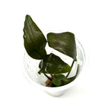 LC225 Jungle plants Lagenandra meeboldii 'Vinay Chandra' (jungle plant cup)