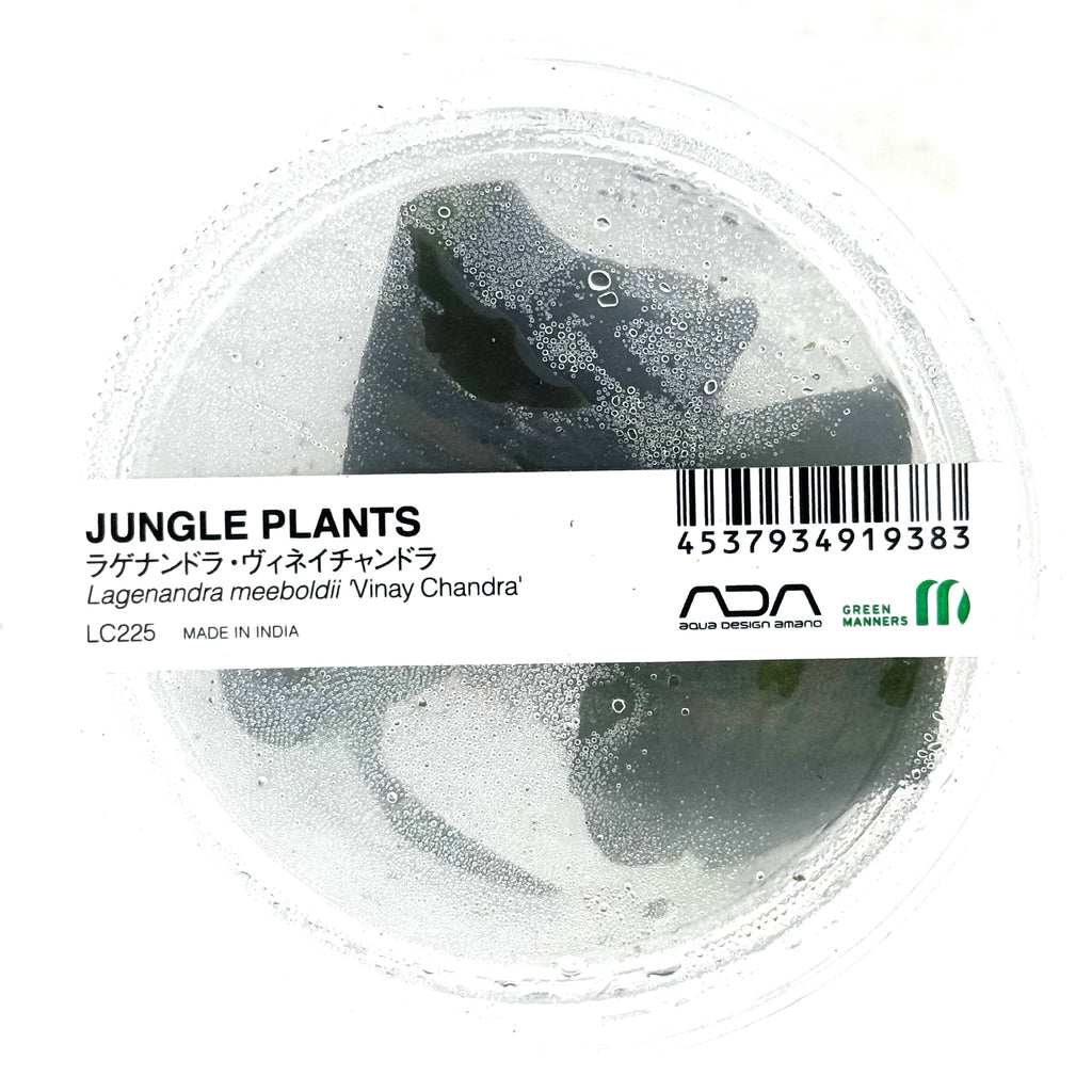LC225 Jungle plants Lagenandra meeboldii 'Vinay Chandra' (jungle plant cup)